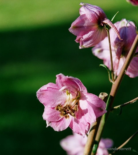 pink delphiniums,larkspur
