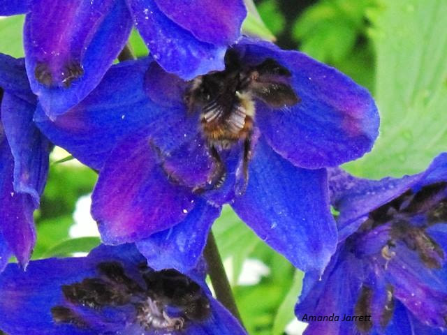 pollinator plants,plants for bees,delphiniums and pollinators
