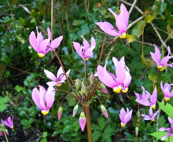 Shooting star,Dodecatheon pulchellum,native plants,April flowers,spring blooms