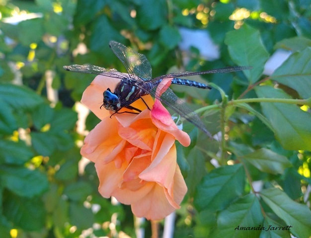 pollinators,dragonflies
