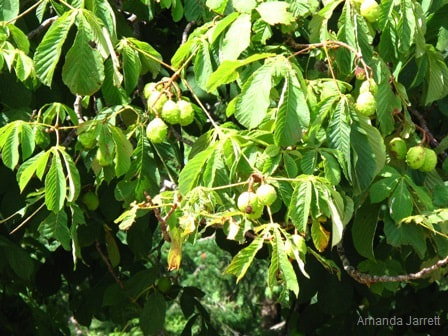 horse chestnut tree wilting,signs of drought on trees,water trees summer