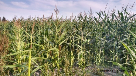 corn drought symptoms