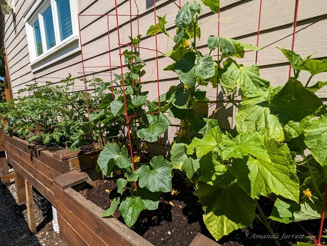 growing vegetables in planters