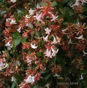 Glossy abelia,Abelia x grandiflora,fall flowers,autumn flowers,November plants