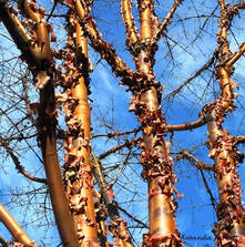 trees with interesting bark,trees for winter gardens-paperbark maple,Acer griseum