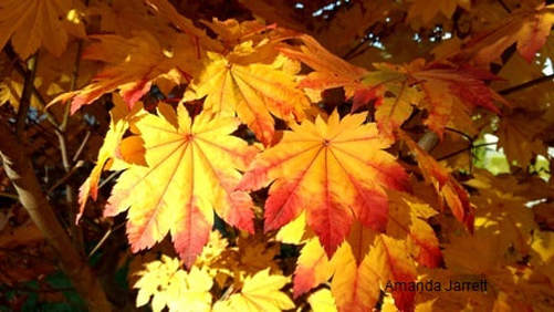 Fullmoon maple,Acer japonicum,October gardens,October garden chores,fall colour,The Garden Website.com,Amanda’s Garden Consulting,Amanda Jarrett