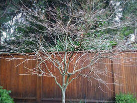 how to prune trees,thinning tree canopies