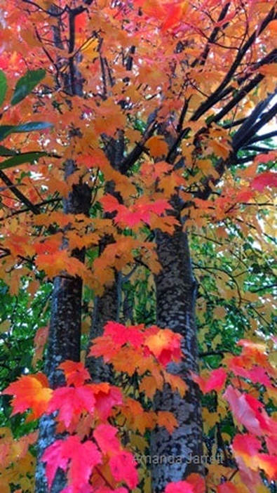 Acer rubrum,red maple,fall colour,October gardens,October garden chores,The Garden Website.com,Amanda’s Garden Consulting,Amanda Jarrett