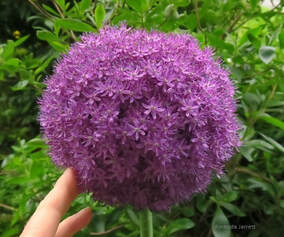 Allium 'Gladiator' flowering onion,May gardens,spring gardens,May flowers