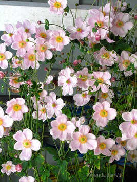 Anemone tomentosa ‘Robustissima’ pink anemone,fall flowers,autumn flowers,October blossoms