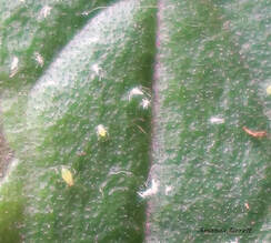 aphids,black sooty mold