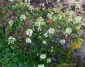 Creeping wall cress,Arabis x sturii,spring flowering ground cover