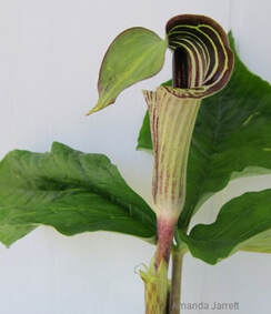 Jack-in-the-pulpit,Arisaema triphyllum,May flowers,woodland plants,plants for shade