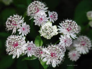 Astrantia major,masterwort,June flowers,summer flowering perennials