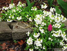 False rock cress,Aubrieta deltoidea,flowering ground cover,April flowers