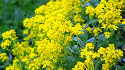 Aurinia saxatilis,basket of gold,May gardens,spring gardens,May flowers,flowering ground covers