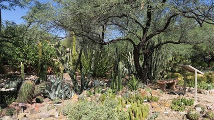 cactus garden,Tucson Botanical Gardens, Arizona-Sonora Desert,Amanda's Blog,thegardenwebsite.com,Amanda Jarrett