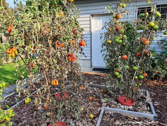 preventing tomato diseases,overwintering tomato diseases