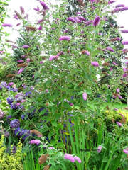 Buddleja (Buddleia) davidii,butterfly bush,August flowers,summer flowers,butterfly plant,attract beneficial insects