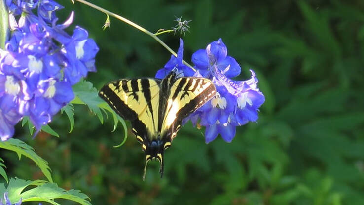 swallowtail butterfly,organic gardening