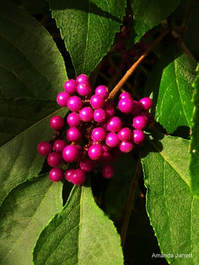 Callicarpa bodinieri,beautyberry,native plant,thegardenwebsite.com,Amanda Jarrett
