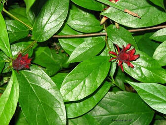 Calycanthus floridus 'Aphrodite',Aphrodite Sweetshrub,June flowering shrub,summer flowers