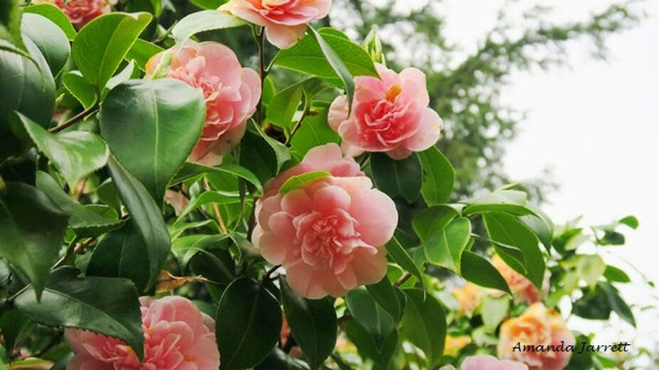 Camellias,March Garden Chores