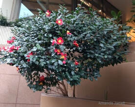 Winter Camellia, Sasanqua Camellia - THE GARDEN WEBSITE.COM