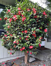 Yuletide' winter camellia,Camellia sasanqua 'Yuletide',winter flowers,Christmas flowers