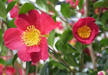 Camellia sasanqua 'Yuletide',March gardens,Gardening in March,March flowers,March plants,early spring gardening,The Garden Website.com,thegardenwebsite.com,Amanda’s Garden Consulting,Amanda Jarrett