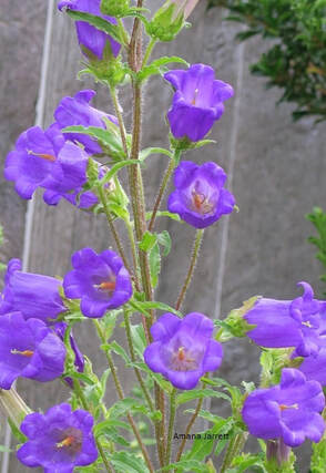 Canterbury bells,Campanula medium,sowing biennial seeds,fall seed sowing,sow seeds in autumn,September garden chores,fall garden chores,garden chores in autumn