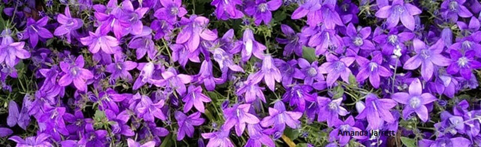 Campanula muralis,dalmation bellflower,plants with blue flowers,ground cover flowering plants,summer flowers,June flowering plants