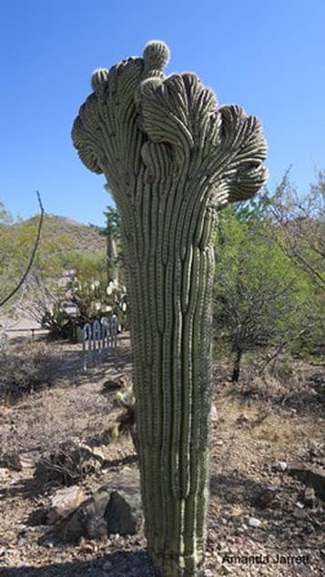 Carnegia gigantea forma cristata,crested saguaro,Arizona-Sonora Desert Museum,Amanda's Blog,thegardenwebsite.com,Amanda Jarrett