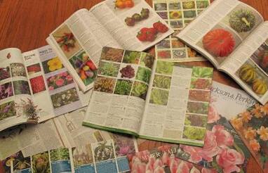 seed & plant catalogues,ordering seeds & plants,January gardening,January plants,dormant pruning,gardening in winter,winter pruning,dormant oil lime sulfur,control of overwintering insects & diseases,topping trees,winter gardening,Canadian seed and plant catalogues,The Garden Website.com,the garden website,Amanda Jarrett,Amanda’s Garden Consulting,landscaping,horticulture