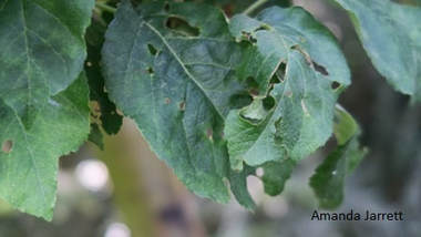 apple tree insects,brown apple moth,tree bands,dormant oil & lime sulfur,Bacillus thuringiensis,holes in apple leaves,rolled apple leaves,the garden website.com,thegardenwebsite.com,Amanda's Garden Consulting,Amanda Jarrett,ask Amanda