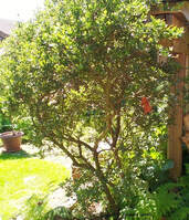 pruning shrubs in summer,thinning shrubs,June garden chores