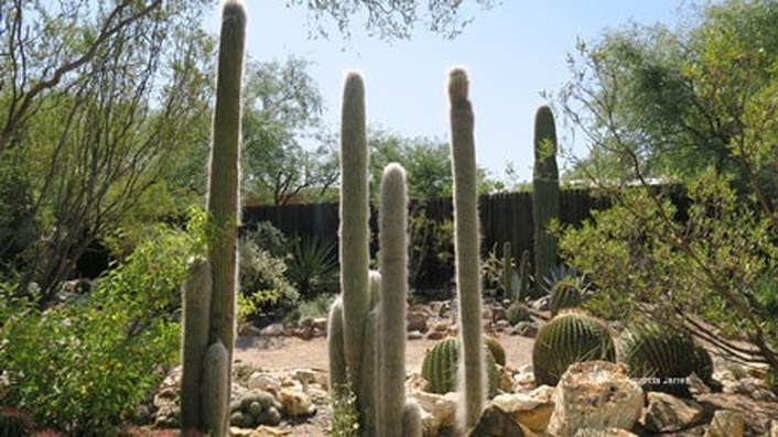 Cephalocereus senilis,old man cactus,Tucson Botanical Gardens, Arizona-Sonora Desert,Amanda's Blog,thegardenwebsite.com,Amanda Jarrett 