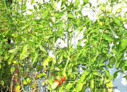 yellow tomato plants,fertilizing tomatoes,organic fertilizers