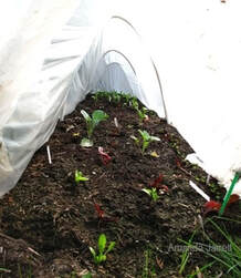 protecting plants in spring,row covers