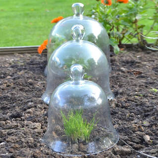 glass bell cloches