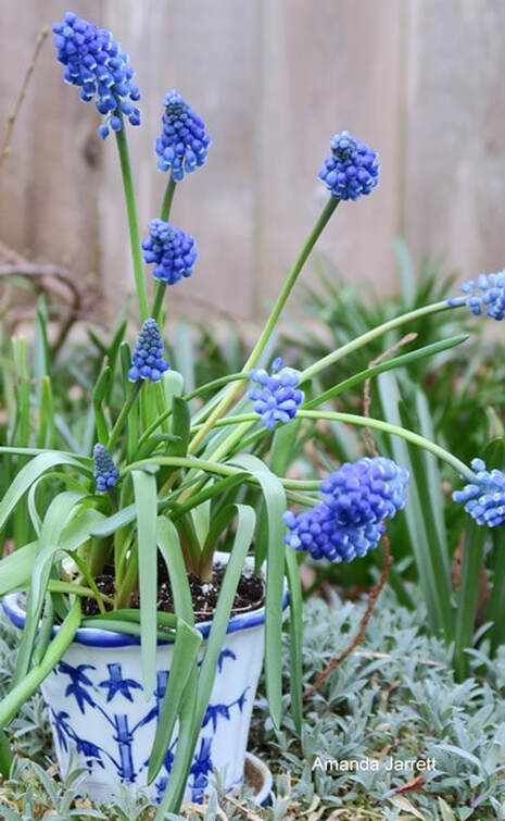 grape-hyacinths March Plant of the month