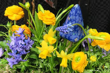 spring bulbs,spring flowering bulbs,how to plant fall bulbs,tulips,hyacinths,narcissus,daffodils,scilla,The Garden Website.com,Amanda's Garden Consulting,Amanda Jarrett