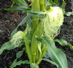 corn earworms,corn insects,organic pest control for vegetables,June garden chores