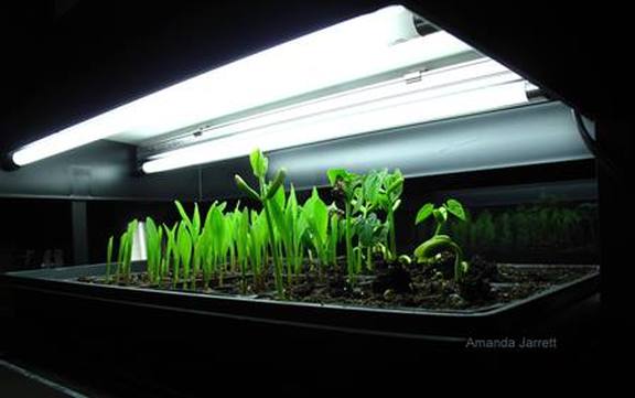 growing plants indoors from seed under lights