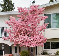 pink flowering dogwood,Cornus florida f. rubra,flowering trees,May flowering tree
