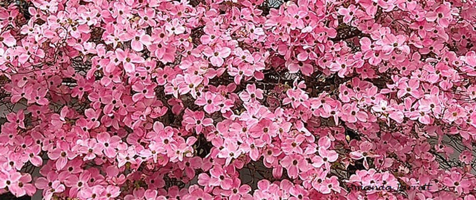 Pink flowering dogwood,flowering tree,Cornus florida var rubra