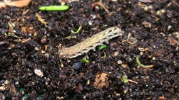 cutworms,protect seedlings from being eaten