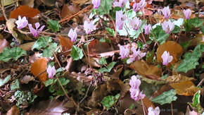 hardy cyclamen hederifolium fall flowers