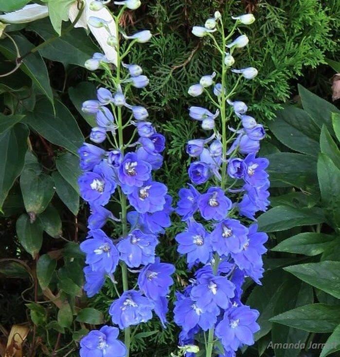 Delphinium Blue Lace New Millennium,blue flowers,summer flowering,blue flowers,larkspur  