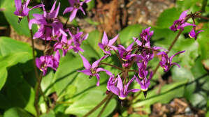 Dodecatheon pulchellum,shooting star native plant,indigenous North American plant,flowers for April